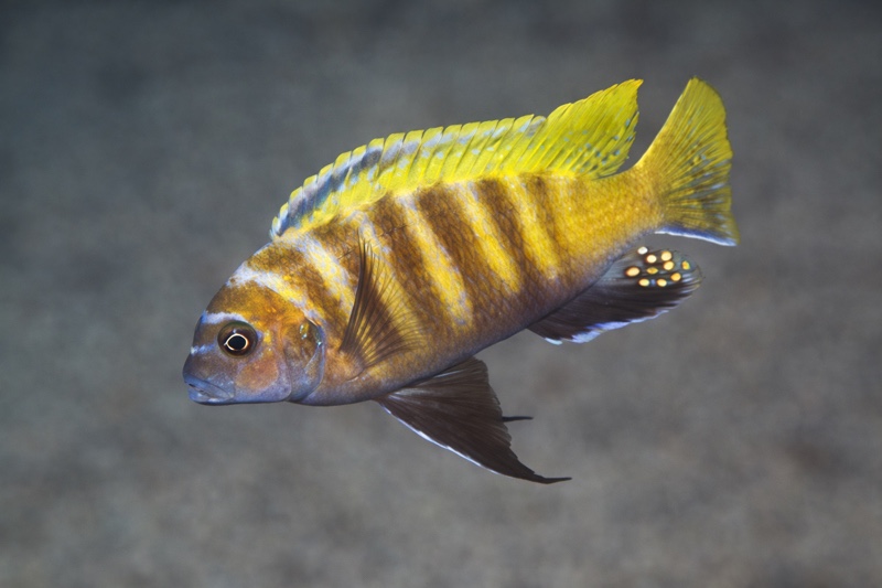 Maylandia sp. 'zebra gold' Ruarwe